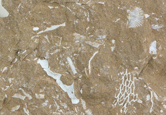 Ordovician Bryozoan Plate - Estonia #47463